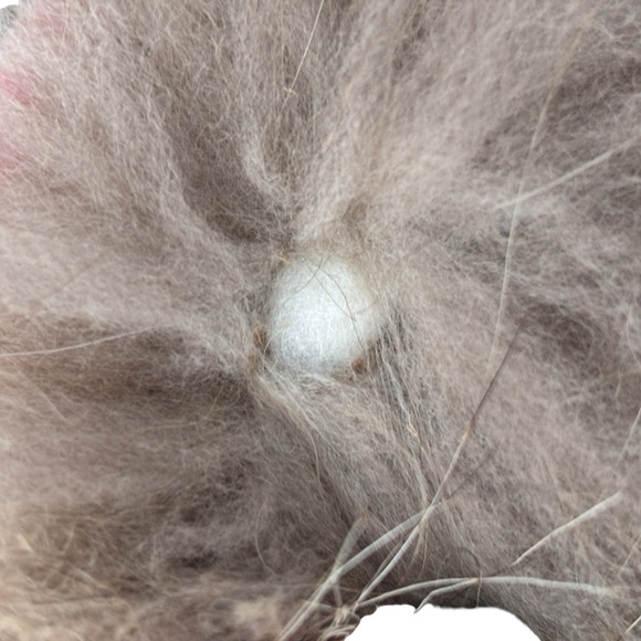 Bernardo Faux Suede Fall Winter Coat Size Small Raccoon Fur Trim Hood Womens - Picture 10 of 16